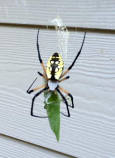 Greta the Garden Spider.jpg