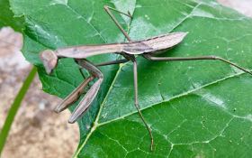 Praying mantis