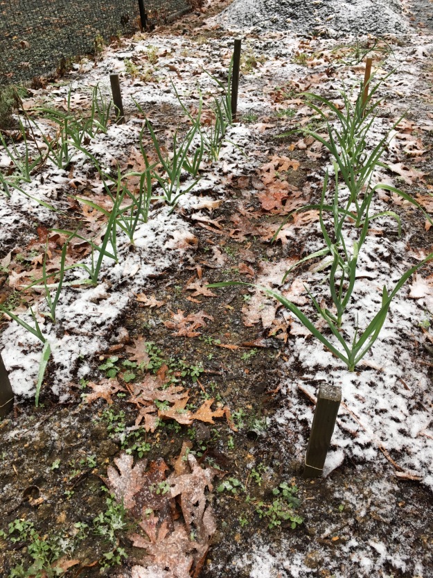 Garlic in the snow