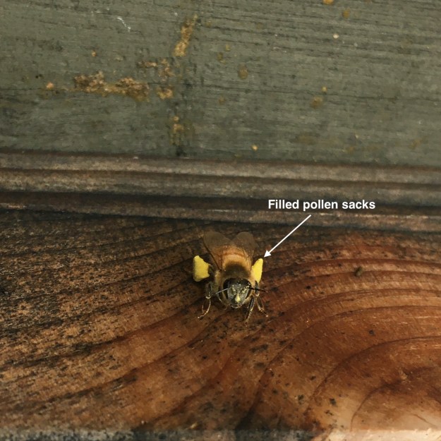 Bee with pollen.jpg